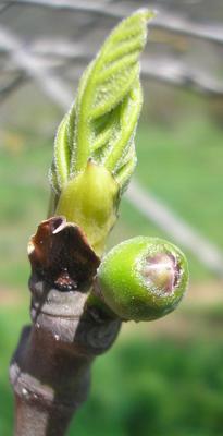 file:///media/Moby%20DisK/1%20Paulette%20FLORE%20ELECTRIQUE/Paulette%20VIGNETTES%20PAR%20FAMILLE/MORACEE/Ficus%20carica%20(Figuier)%2004-08%20debourrage3.jpg