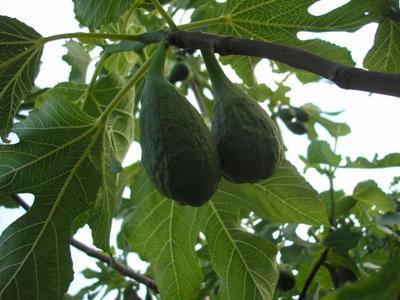 file:///media/Moby%20DisK/1%20Paulette%20FLORE%20ELECTRIQUE/Paulette%20VIGNETTES%20PAR%20FAMILLE/MORACEE/Ficus%20carica%20(Figuier)%2005-06%20fruit3.JPG