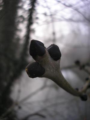 file:///home/gadget/actPAULETTE/PauletteVIGNETT400/OLEACEE/Fraxinus.excelsior.Fr%C3%AAne%2002.08b3.JPG