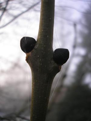 file:///home/gadget/actPAULETTE/PauletteVIGNETT400/OLEACEE/Fraxinus.excelsior.Fr%C3%AAne%2002.08b5.JPG