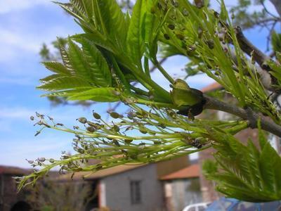 file:///home/gadget/actPAULETTE/PauletteVIGNETT400/OLEACEE/Fraxinus.excelsior.Fr%C3%AAne%2004.08flfemel1.jpg