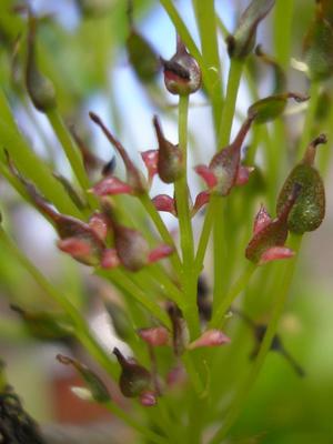 file:///home/gadget/actPAULETTE/PauletteVIGNETT400/OLEACEE/Fraxinus.excelsior.Fr%C3%AAne%2004.08flfemel55.jpg