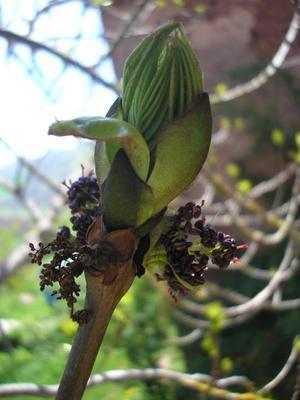 file:///home/gadget/actPAULETTE/PauletteVIGNETT400/OLEACEE/Fraxinus.excelsior.Fr%C3%AAne%2004.08flmal1.jpg
