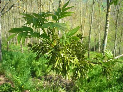 file:///home/gadget/actPAULETTE/PauletteVIGNETT400/OLEACEE/Fraxinus.excelsior.Fr%C3%AAne%2004.08fr11.jpg