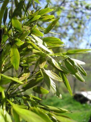 file:///home/gadget/actPAULETTE/PauletteVIGNETT400/OLEACEE/Fraxinus.excelsior.Fr%C3%AAne%2004.08fr2.jpg