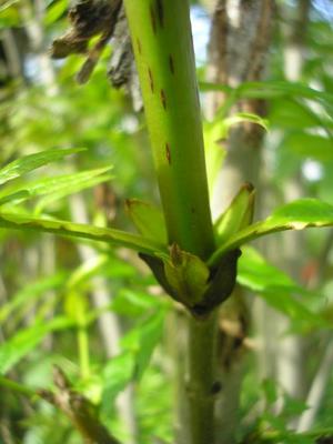file:///home/gadget/actPAULETTE/PauletteVIGNETT400/OLEACEE/Fraxinus.excelsior.Fr%C3%AAne%2005.08flle3stipule.JPG