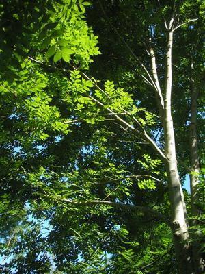 file:///home/gadget/actPAULETTE/PauletteVIGNETT400/OLEACEE/Fraxinus.excelsior.Fr%C3%AAne%2007.08p1.jpg