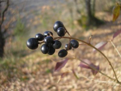 file:///home/gadget/actPAULETTE/PauletteVIGNETT400/OLEACEE/Ligustrum.vulgare.Tro%C3%ABne%2002.09fr2.jpg