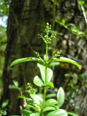 file:///home/gadget/actPAULETTE/PauletteVIGNETT400/OLEACEE/Ligustrum.vulgare.Tro%C3%ABne%2005.08fl1bouton.jpg