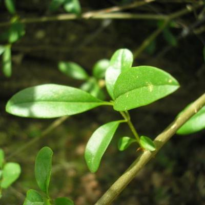 file:///home/gadget/actPAULETTE/PauletteVIGNETT400/OLEACEE/Ligustrum.vulgare.Tro%C3%ABne%2005.08flle11.jpg