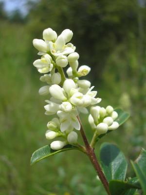file:///home/gadget/actPAULETTE/PauletteVIGNETT400/OLEACEE/Ligustrum.vulgare.Tro%C3%ABne%2006.08fl.jpg