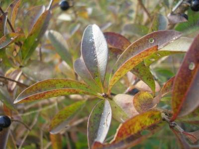 file:///home/gadget/actPAULETTE/PauletteVIGNETT400/OLEACEE/Ligustrum.vulgare.Tro%C3%ABne%2010.07flle1.JPG
