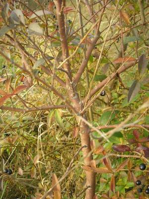 file:///home/gadget/actPAULETTE/PauletteVIGNETT400/OLEACEE/Ligustrum.vulgare.Tro%C3%ABne%2010.07p1.JPG