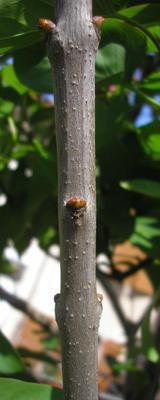 file:///home/gadget/actPAULETTE/PauletteVIGNETT400/OLEACEE/Syringua.vulgaris.Lilas%2004.08b.jpg