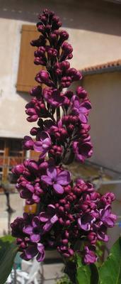 file:///home/gadget/actPAULETTE/PauletteVIGNETT400/OLEACEE/Syringua.vulgaris.Lilas%2004.08fl1.jpg