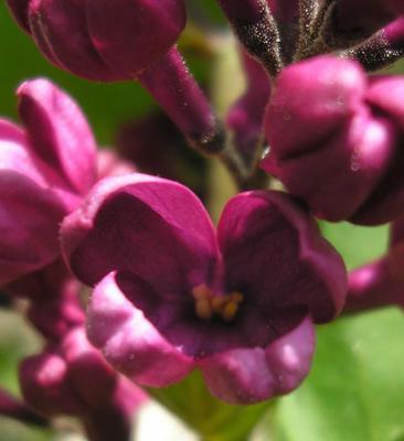 file:///home/gadget/actPAULETTE/PauletteVIGNETT400/OLEACEE/Syringua.vulgaris.Lilas%2004.08fl4.jpg