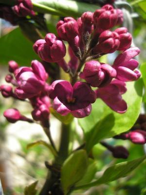 file:///home/gadget/actPAULETTE/PauletteVIGNETT400/OLEACEE/Syringua.vulgaris.Lilas%2004.08fl5.jpg