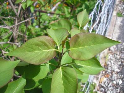 file:///home/gadget/actPAULETTE/PauletteVIGNETT400/OLEACEE/Syringua.vulgaris.Lilas%2004.08flle4.jpg