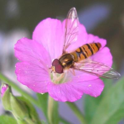 file:///media/Moby%20DisK/1%20Paulette%20FLORE%20ELECTRIQUE/Paulette%20VIGNETTES%20PAR%20FAMILLE/ONAGRACEE/Epilobium%20hirsutum%20(Epilobe%20h%C3%A9riss%C3%A9e)%2007-06%20FLEUR12%20arti.JPG