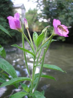 file:///media/Moby%20DisK/1%20Paulette%20FLORE%20ELECTRIQUE/Paulette%20VIGNETTES%20PAR%20FAMILLE/ONAGRACEE/Epilobium%20hirsutum%20(Epilobe%20h%C3%A9riss%C3%A9e)%2007-06%20fleur4.JPG