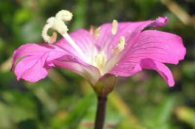 file:///media/Moby%20DisK/1%20Paulette%20FLORE%20ELECTRIQUE/Paulette%20VIGNETTES%20PAR%20FAMILLE/ONAGRACEE/Epilobium%20hirsutum%20(Epilobe%20h%C3%A9riss%C3%A9e)%2008-07%20FLEUR10.JPG
