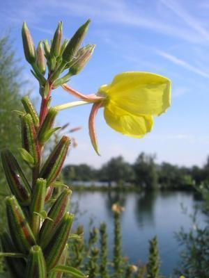 file:///media/Moby%20DisK/1%20Paulette%20FLORE%20ELECTRIQUE/Paulette%20VIGNETTES%20PAR%20FAMILLE/ONAGRACEE/Oenothera%20biennis%20(Onagre)%2008-07%20fleur2.JPG