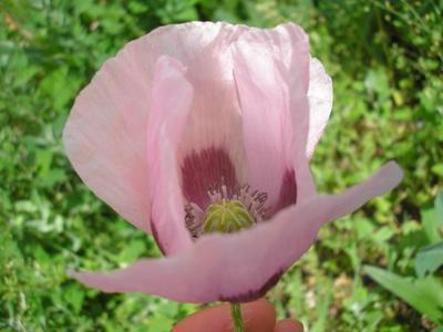 file:///home/gadget/actPAULETTE/PauletteVIGNETT400/PAPAVERACEE/Papaver%20somniferum%20(Pavot%20somnif%C3%A8re)%2006-06%20fleur1.JPG