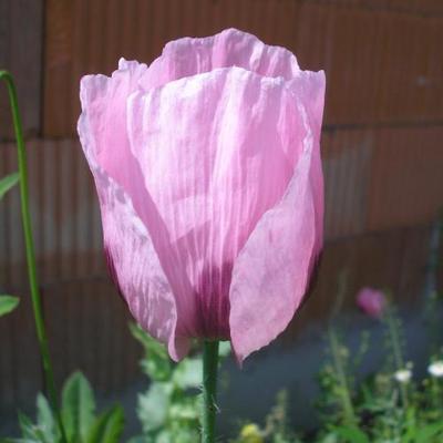 file:///home/gadget/actPAULETTE/PauletteVIGNETT400/PAPAVERACEE/Papaver%20somniferum%20(Pavot%20somnif%C3%A8re)%2006-06%20fleur11.JPG