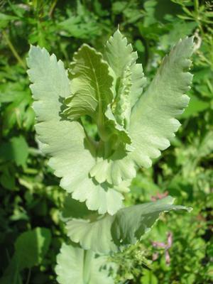 file:///home/gadget/actPAULETTE/PauletteVIGNETT400/PAPAVERACEE/Papaver%20somniferum%20(Pavot%20somnif%C3%A8re)%2006-06%20plante2.JPG