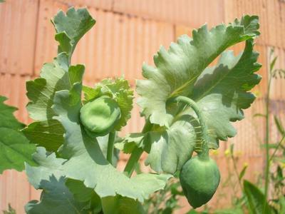 file:///home/gadget/actPAULETTE/PauletteVIGNETT400/PAPAVERACEE/Papaver%20somniferum%20(Pavot%20somnif%C3%A8re)%2006-06%20plante3.JPG