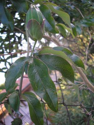 file:///media/Moby%20DisK/1%20Paulette%20FLORE%20ELECTRIQUE/Paulette%20VIGNETTES%20PAR%20FAMILLE/PASSIFLORACEE/Passiflora%20caerulea%20(Passiflore%20bleue)%2005-06%20feuille%20et%20fruit.JPG