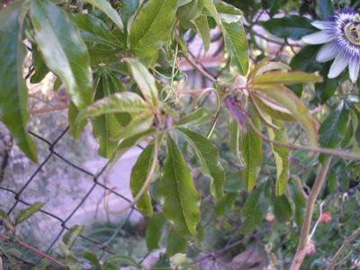 file:///media/Moby%20DisK/1%20Paulette%20FLORE%20ELECTRIQUE/Paulette%20VIGNETTES%20PAR%20FAMILLE/PASSIFLORACEE/Passiflora%20caerulea%20(Passiflore%20bleue)%2005-06%20feuille.JPG