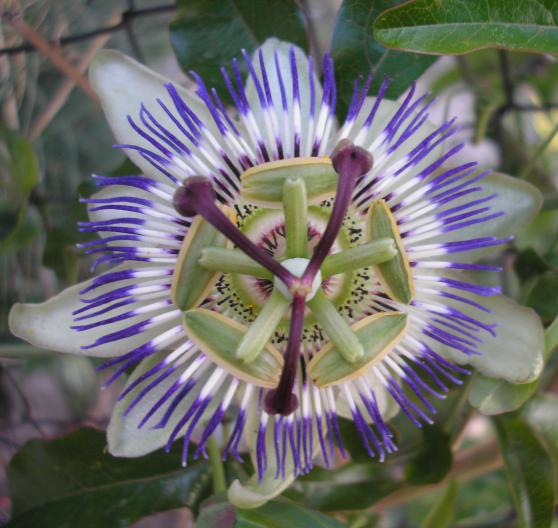 file:///media/Moby%20DisK/1%20Paulette%20FLORE%20ELECTRIQUE/Paulette%20VIGNETTES%20PAR%20FAMILLE/PASSIFLORACEE/Passiflora%20caerulea%20(Passiflore%20bleue)%2005-06%20fleur11.JPG