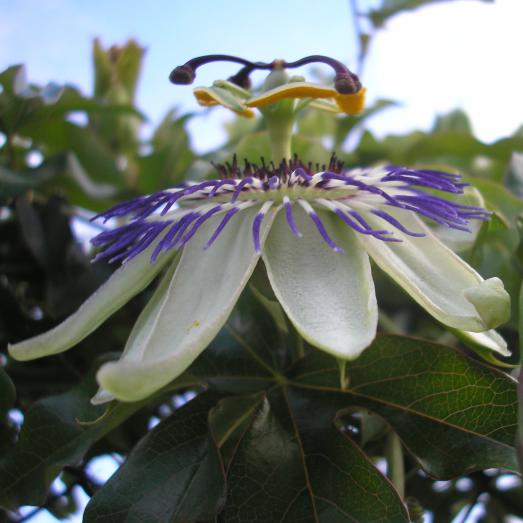 file:///media/Moby%20DisK/1%20Paulette%20FLORE%20ELECTRIQUE/Paulette%20VIGNETTES%20PAR%20FAMILLE/PASSIFLORACEE/Passiflora%20caerulea%20(Passiflore%20bleue)%2005-06%20fleur22.JPG