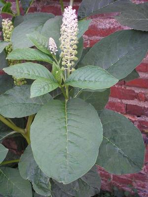 file:///home/gadget/actPAULETTE/PauletteVIGNETT400/PHYTOLACCACEE/Phytolacca%20americana%20(Raisin%20d'amerique)%2006-07%20p3.JPG