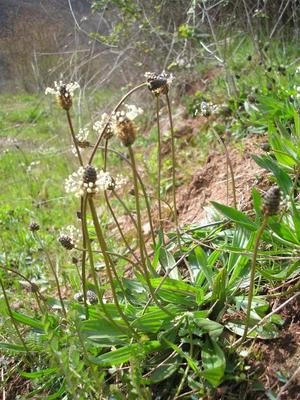 file:///media/Moby%20DisK/1%20Paulette%20FLORE%20ELECTRIQUE/Paulette%20VIGNETTES%20PAR%20FAMILLE/PLANTAGINACEE/Plantago%20lanceolata%20(plantain%20lanc%C3%A9ol%C3%A9)04-08plante.jpg