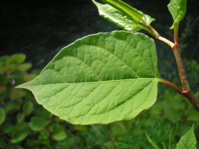 file:///media/Moby%20DisK/1%20Paulette%20FLORE%20ELECTRIQUE/Paulette%20VIGNETTES%20PAR%20FAMILLE/POLYGONACEE/Fallopia%20japonica%20(Renou%C3%A9e%20du%20Japon)06-07%20feuille.JPG