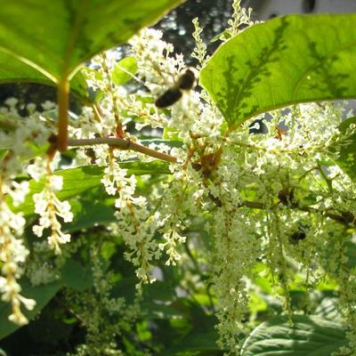 file:///media/Moby%20DisK/1%20Paulette%20FLORE%20ELECTRIQUE/Paulette%20VIGNETTES%20PAR%20FAMILLE/POLYGONACEE/Fallopia%20japonica%20(Renou%C3%A9e%20du%20Japon)06-07%20fleur33.JPG