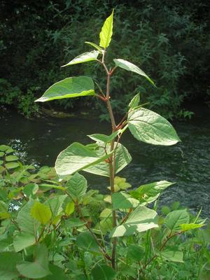 file:///media/Moby%20DisK/1%20Paulette%20FLORE%20ELECTRIQUE/Paulette%20VIGNETTES%20PAR%20FAMILLE/POLYGONACEE/Fallopia%20japonica%20(Renou%C3%A9e%20du%20Japon)06-07%20plante1.JPG
