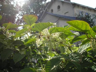 file:///media/Moby%20DisK/1%20Paulette%20FLORE%20ELECTRIQUE/Paulette%20VIGNETTES%20PAR%20FAMILLE/POLYGONACEE/Fallopia%20japonica%20(Renou%C3%A9e%20du%20Japon)09-07%20fleur4.JPG