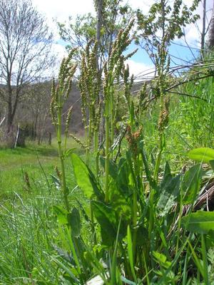 file:///media/Moby%20DisK/1%20Paulette%20FLORE%20ELECTRIQUE/Paulette%20VIGNETTES%20PAR%20FAMILLE/POLYGONACEE/Rumex%20acetosa%20(Oseille%20commune)%2004-08%20plante.jpg