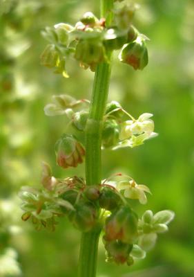 file:///media/Moby%20DisK/1%20Paulette%20FLORE%20ELECTRIQUE/Paulette%20VIGNETTES%20PAR%20FAMILLE/POLYGONACEE/Rumex%20acetosa%20(Oseille%20commune)%2005-08%20fleur1.jpg