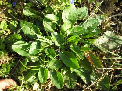 file:///media/Moby%20DisK/1%20Paulette%20FLORE%20ELECTRIQUE/Paulette%20VIGNETTES%20PAR%20FAMILLE/POLYGONACEE/Rumex%20acetosa%20(Oseille%20commune)03-08%20rosette1.JPG