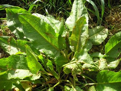 file:///media/Moby%20DisK/1%20Paulette%20FLORE%20ELECTRIQUE/Paulette%20VIGNETTES%20PAR%20FAMILLE/POLYGONACEE/Rumex%20crispus%20(Oseille%20fris%C3%A9e)%2003-08%20feuilles.JPG