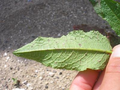 file:///media/Moby%20DisK/1%20Paulette%20FLORE%20ELECTRIQUE/Paulette%20VIGNETTES%20PAR%20FAMILLE/POLYGONACEE/Rumex%20crispus%20(Oseille%20fris%C3%A9e)%2006-07%20feuille2.JPG