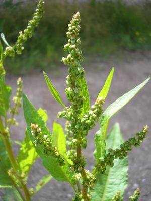 file:///media/Moby%20DisK/1%20Paulette%20FLORE%20ELECTRIQUE/Paulette%20VIGNETTES%20PAR%20FAMILLE/POLYGONACEE/Rumex%20crispus%20(Oseille%20fris%C3%A9e)%2006-07%20fleur1.JPG
