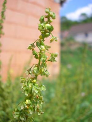file:///media/Moby%20DisK/1%20Paulette%20FLORE%20ELECTRIQUE/Paulette%20VIGNETTES%20PAR%20FAMILLE/POLYGONACEE/Rumex%20crispus%20(Oseille%20fris%C3%A9e)%2006-07%20fleur2.JPG