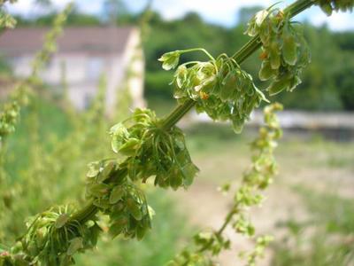 file:///media/Moby%20DisK/1%20Paulette%20FLORE%20ELECTRIQUE/Paulette%20VIGNETTES%20PAR%20FAMILLE/POLYGONACEE/Rumex%20crispus%20(Oseille%20fris%C3%A9e)%2006-07%20fleur3.JPG