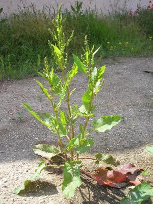file:///media/Moby%20DisK/1%20Paulette%20FLORE%20ELECTRIQUE/Paulette%20VIGNETTES%20PAR%20FAMILLE/POLYGONACEE/Rumex%20crispus%20(Oseille%20fris%C3%A9e)%2006-07%20plante1.JPG