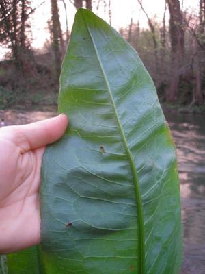 file:///media/Moby%20DisK/1%20Paulette%20FLORE%20ELECTRIQUE/Paulette%20VIGNETTES%20PAR%20FAMILLE/POLYGONACEE/Rumex%20hydrolapathum%20(Patience%20des%20eaux)%2004-07%20feuille1.JPG